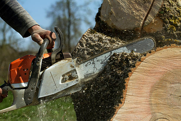 Tree Root Removal